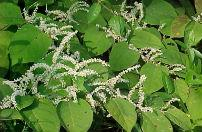 Japanese Knotweed